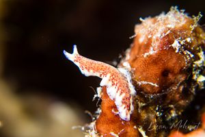 Collingwood's Goniobranchus
