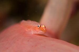 Many-host Ghostgoby representative species