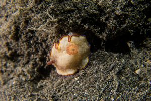 Goniobranchus sinensis