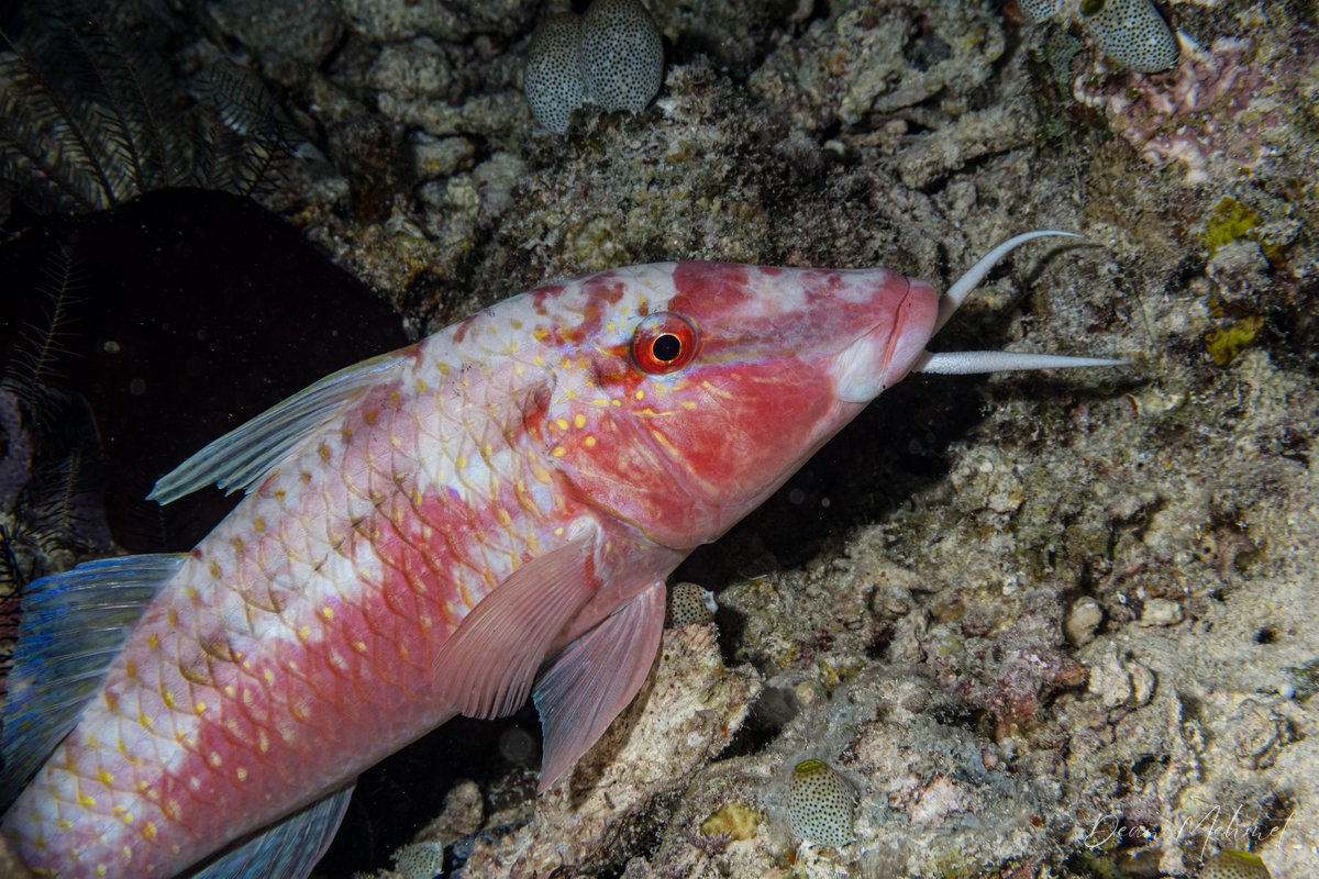 Dot-and-dash Goatfish hero image