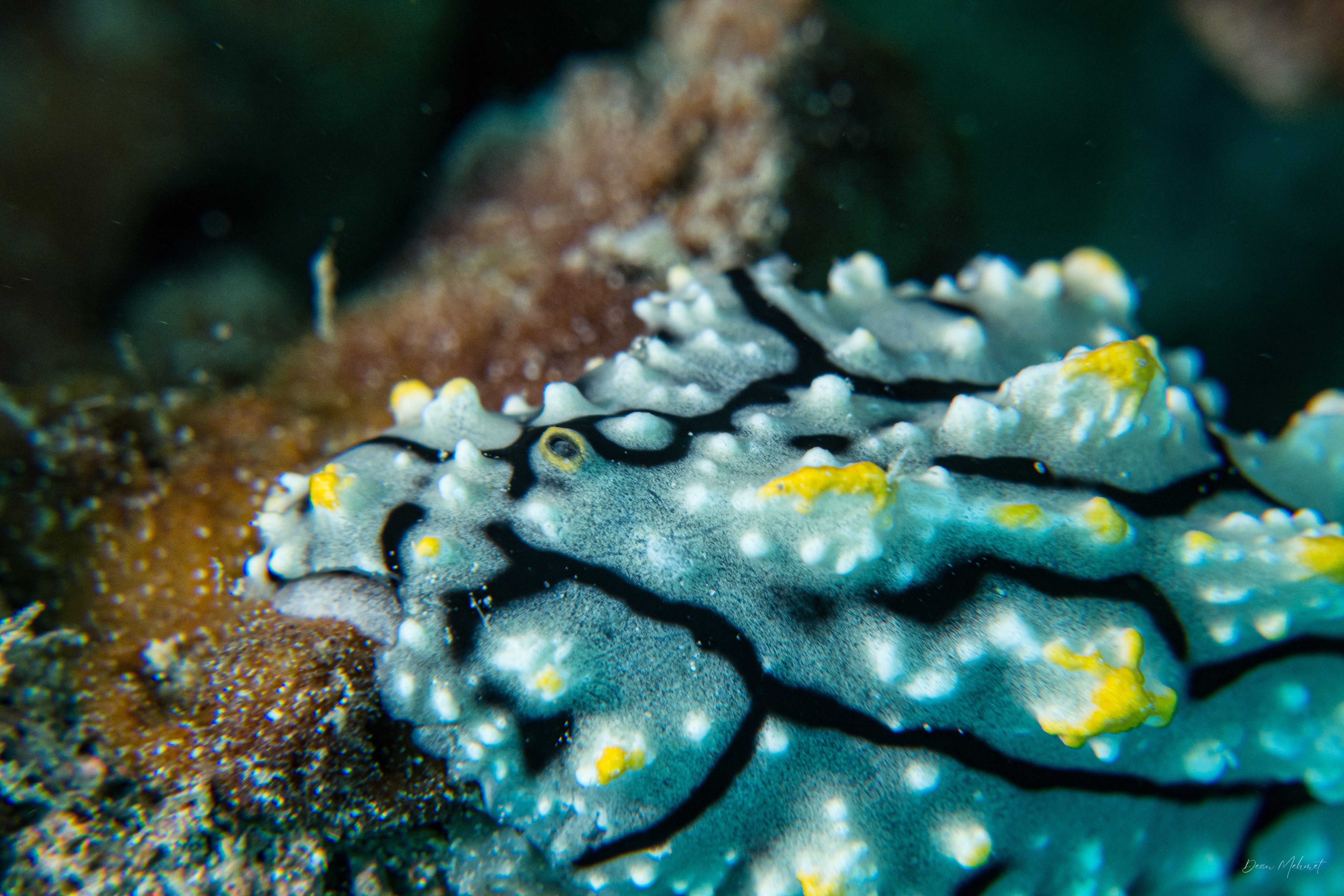 Elegant Phyllidia