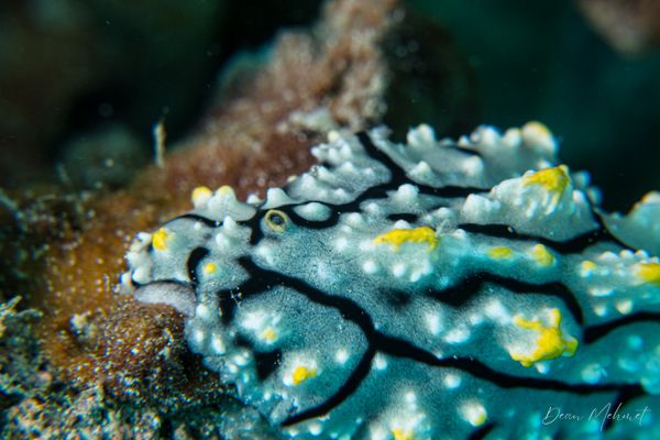 Elegant Phyllidia - Pemuteran - 4 October 2026 - Dive 2 - Bio-Wreck
