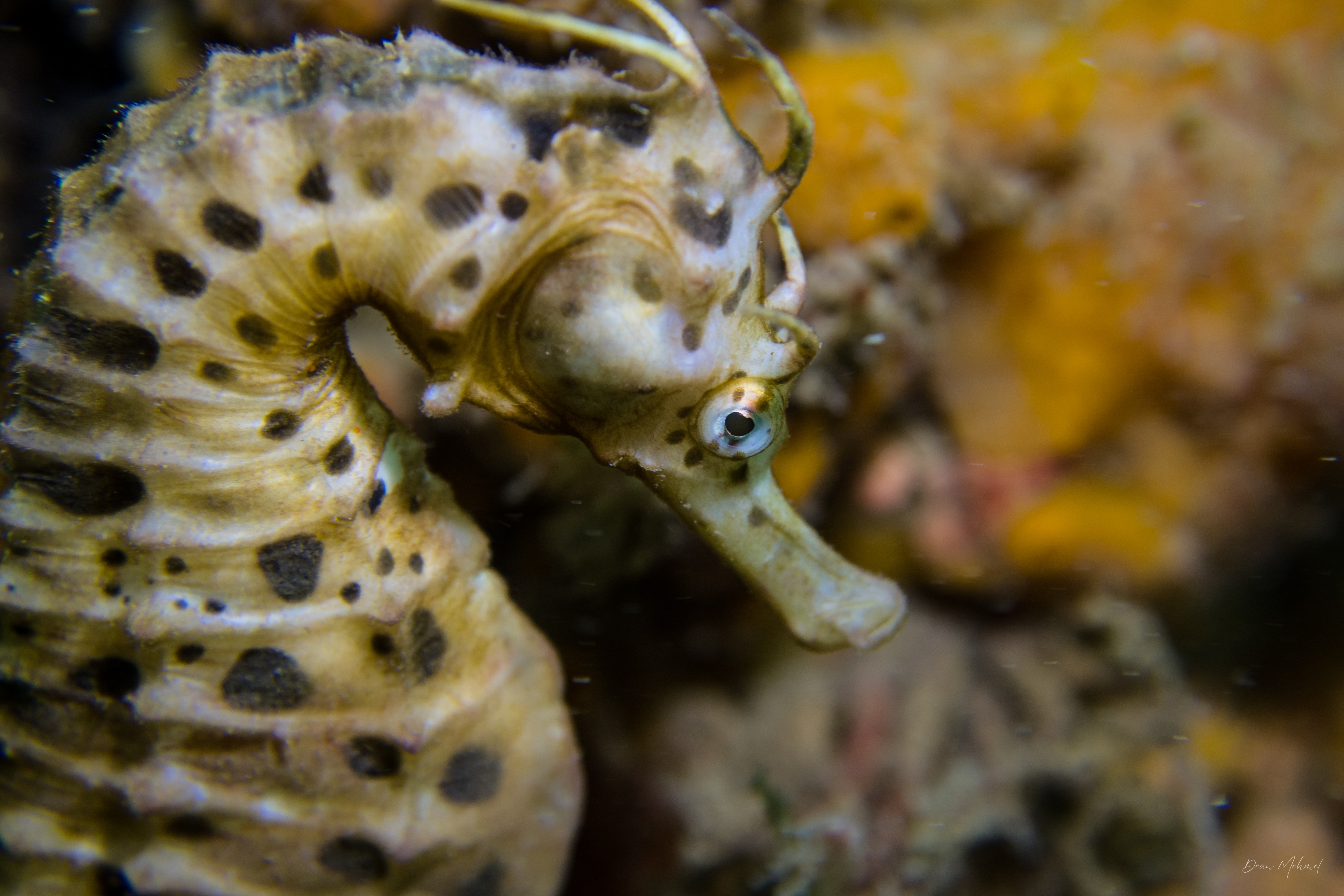 Bigbelly Seahorse