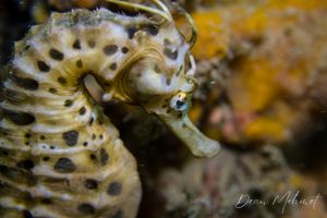 Rye Pier dive