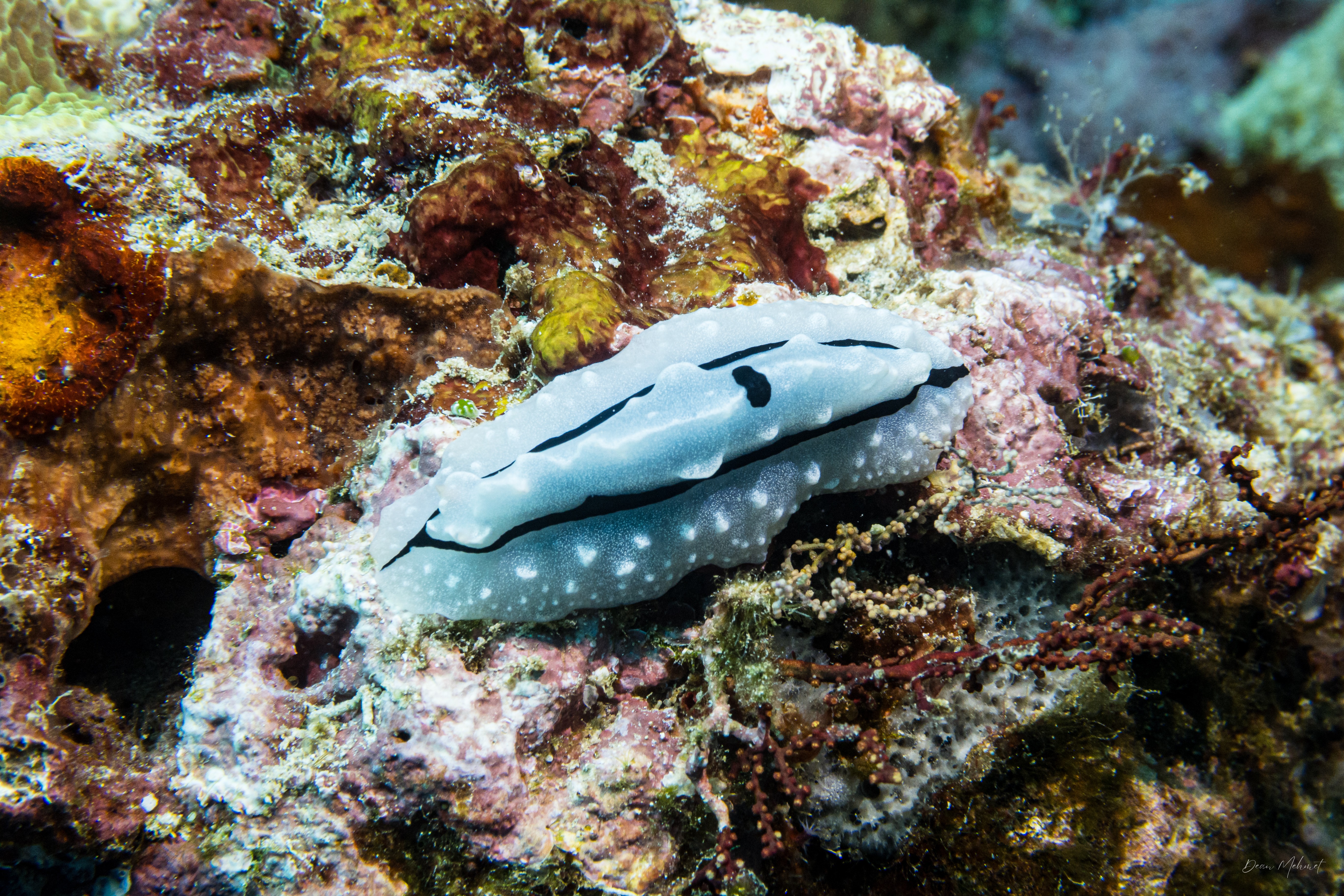 Shireen's Phyllidiopsis
