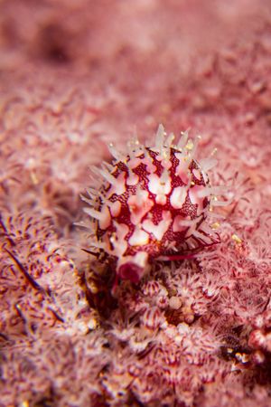 Ridged Egg Cowry representative species