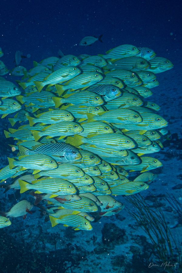 Ribbon Sweetlips - Raja Ampat - 27 September 2026 - Dive 1 - Cape Kri