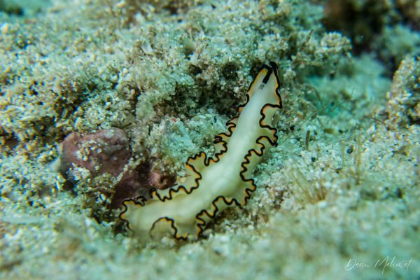 Black-margined Nudibranch - Pemuteran - 4 October 2026 - Dive 2 - Bio-Wreck