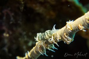 Anker's Whip Coral Shrimp