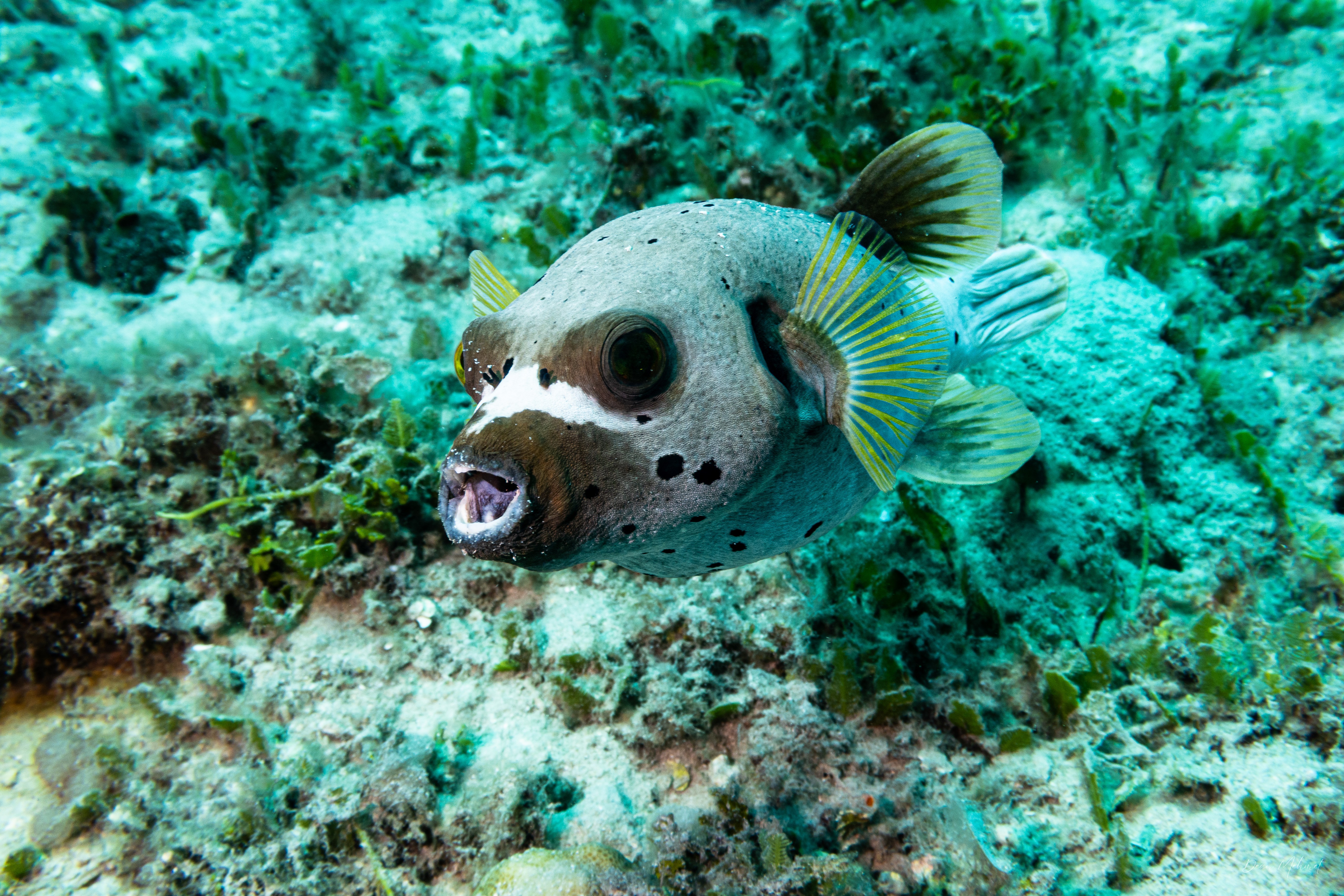 Blackspotted Puffer