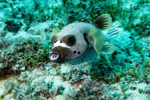 Blackspotted Puffer