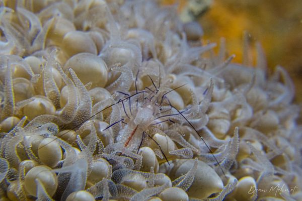 Macro Jetty encounter 14