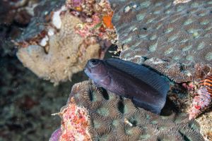 Namiye's Combtooth Blenny representative species