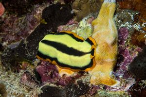 Flatworms representative species