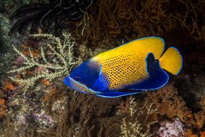 Angelfish representative species