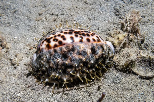 Tiger Cowrie