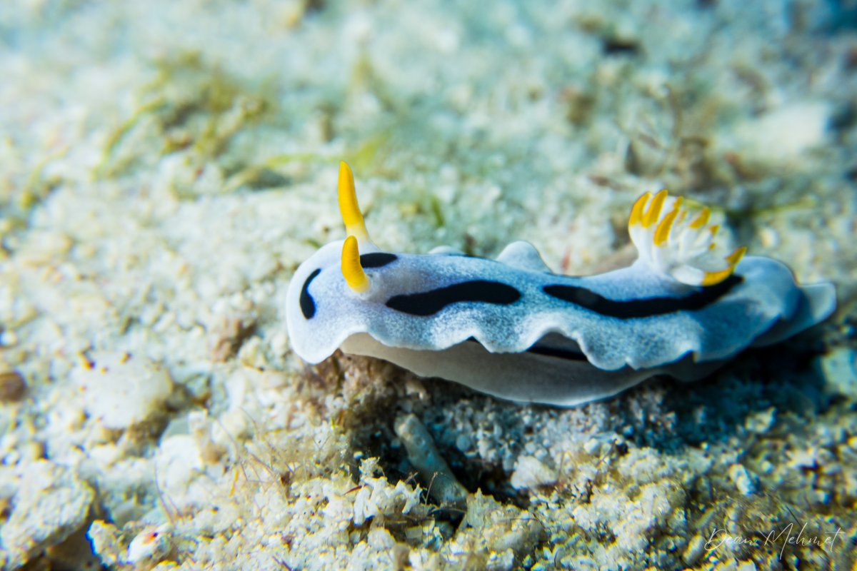 Alcala's Chromodoris hero image