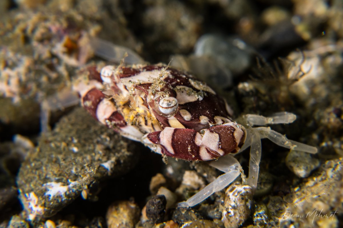 Harlequin Swimming Crab hero image