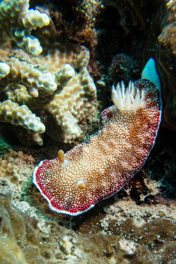 Reticulated Goniobranchus - Pemuteran - 4 October 2026 - Dive 2 - Bio-Wreck
