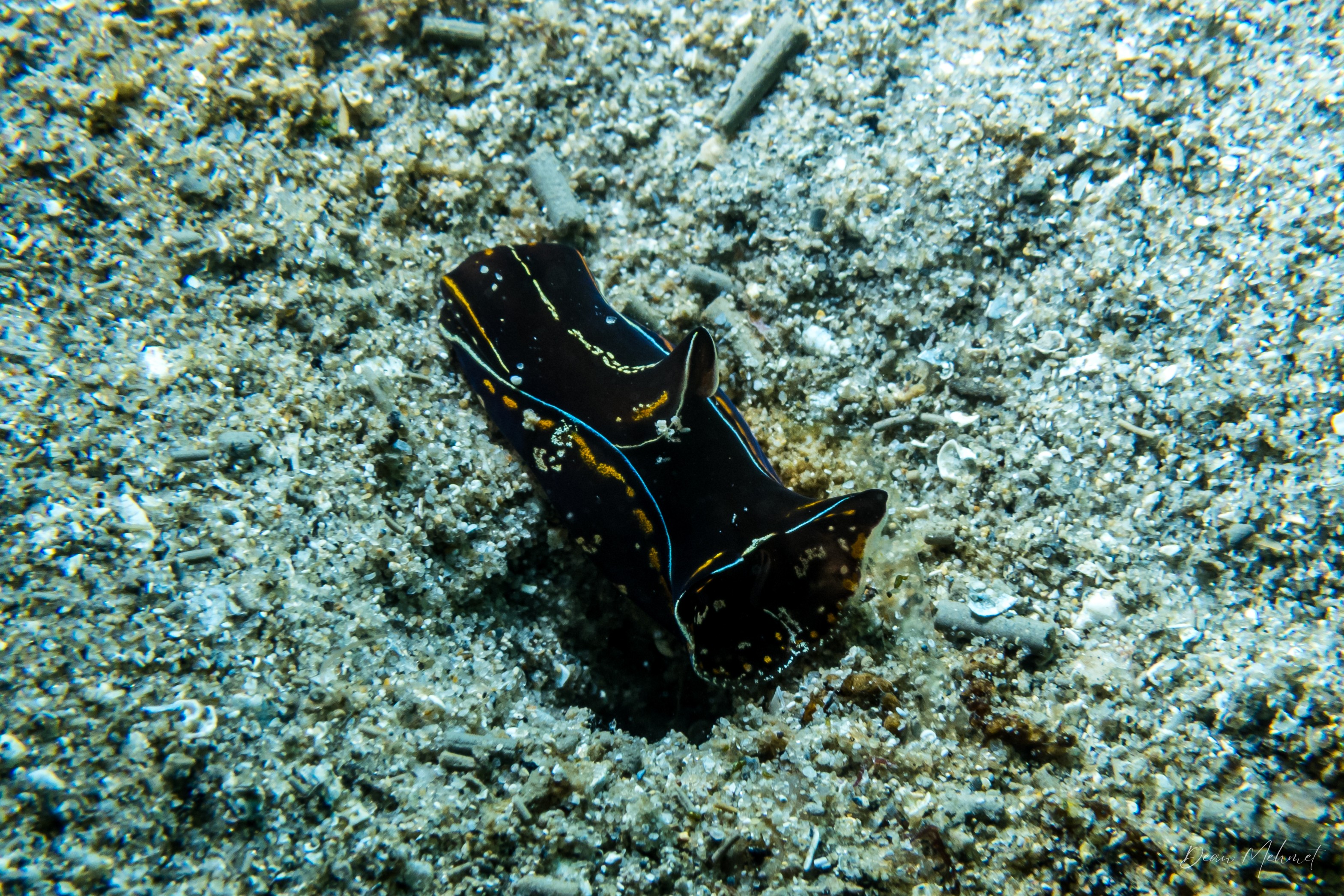 Blue-margin Headshield Slug
