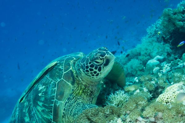 Green Sea Turtle