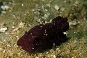 Striate Anglerfish