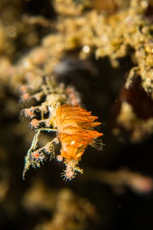 Algae Shrimp