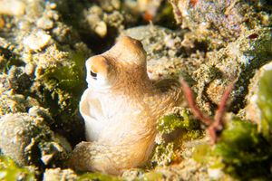 Indo-Pacific Longarm Octopuses