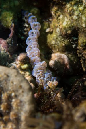 Phyllodesmium macphersonae