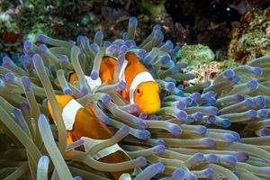 Western Clown Anemonefish