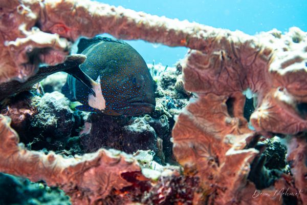 Coral Garden encounter 6