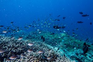 Redtooth Triggerfish