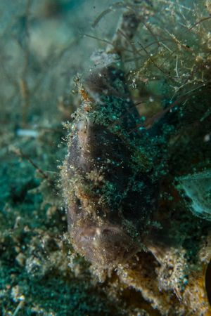 Striate Anglerfish