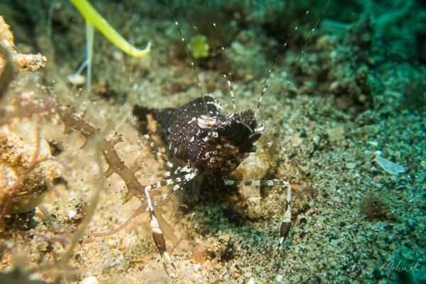 San Miguel Point encounter 31