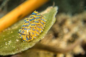 Blue-lined Octopus