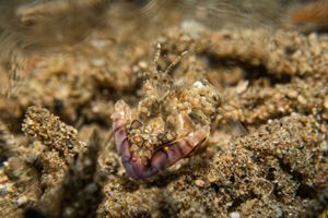 Harlequin Swimming Crab