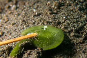 Rabbit Sapsucking Slug