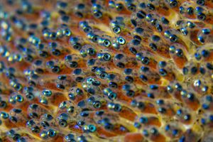 Northern Saddleback Anemonefish