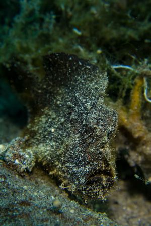 Common Seahorse