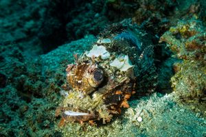 Smallscale Scorpionfish