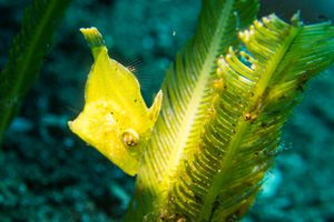 Taylor's Pygmy Leatherjacket