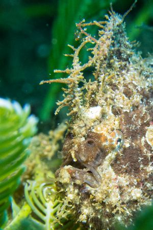 Black Scorpionfish