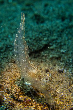 Benthoplana meteoris