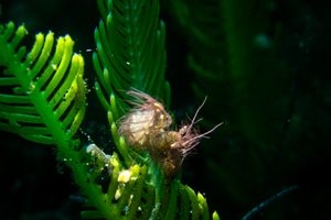 Algae Shrimp