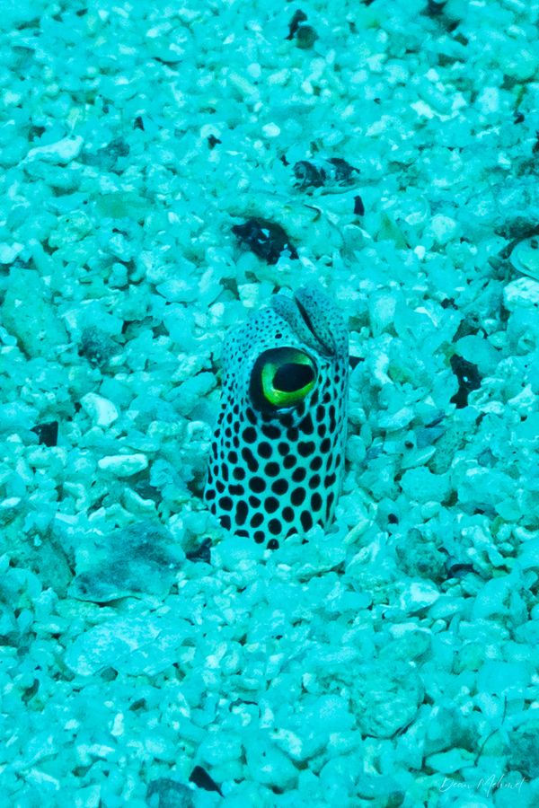 Chapel Point encounter 19