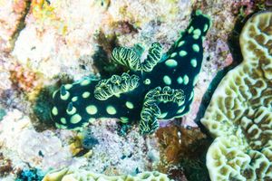 Crested Nembrotha