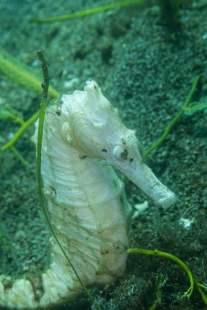 Three-spot Seahorse