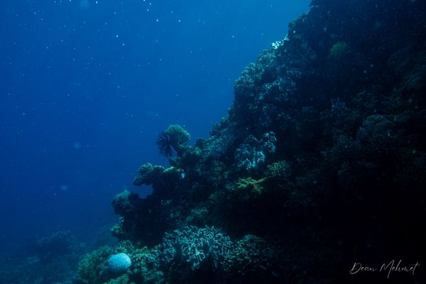 Archive frame - Dauin - 7 June 2026 - Dive 1 - Largahan