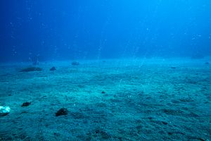 Spotted Garden Eel
