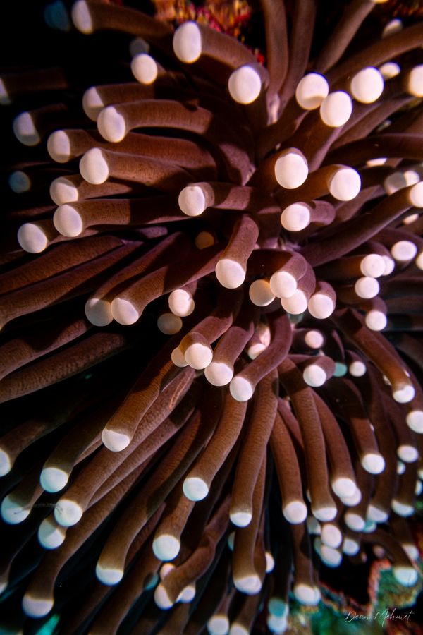 Archive frame - Dauin - 7 June 2026 - Dive 2 - Katipanan